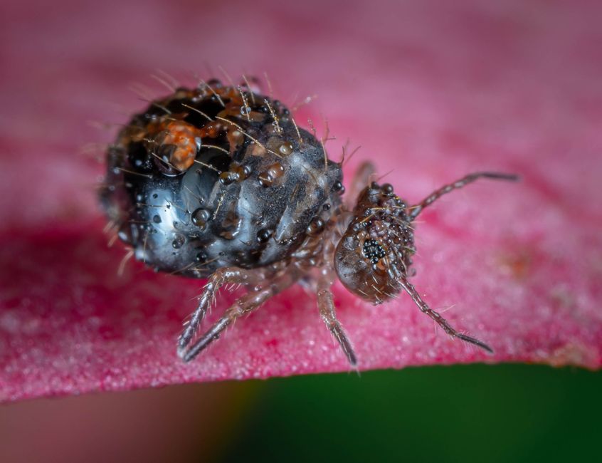 5 Common Mistakes with Bioactive Springtails & Cleanup (And How to Avoid Them)
