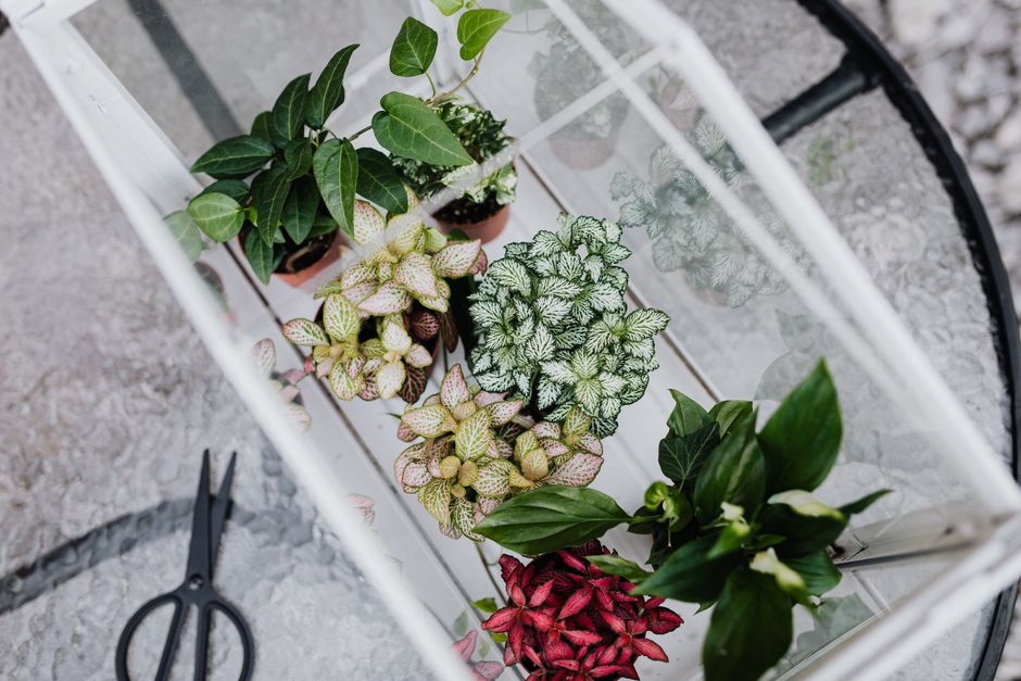 5 Common Mistakes with Rare Tropical Miniature Plants (And How to Avoid Them)