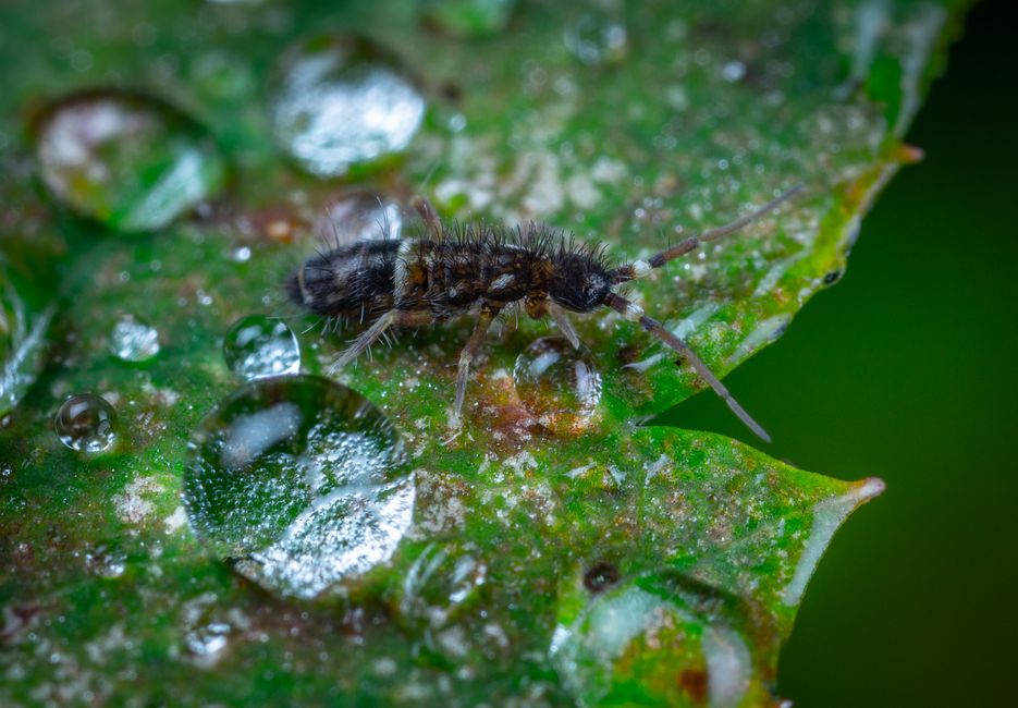 A Realistic Routine for Bioactive Springtails & Cleanup That Fits a Busy Life