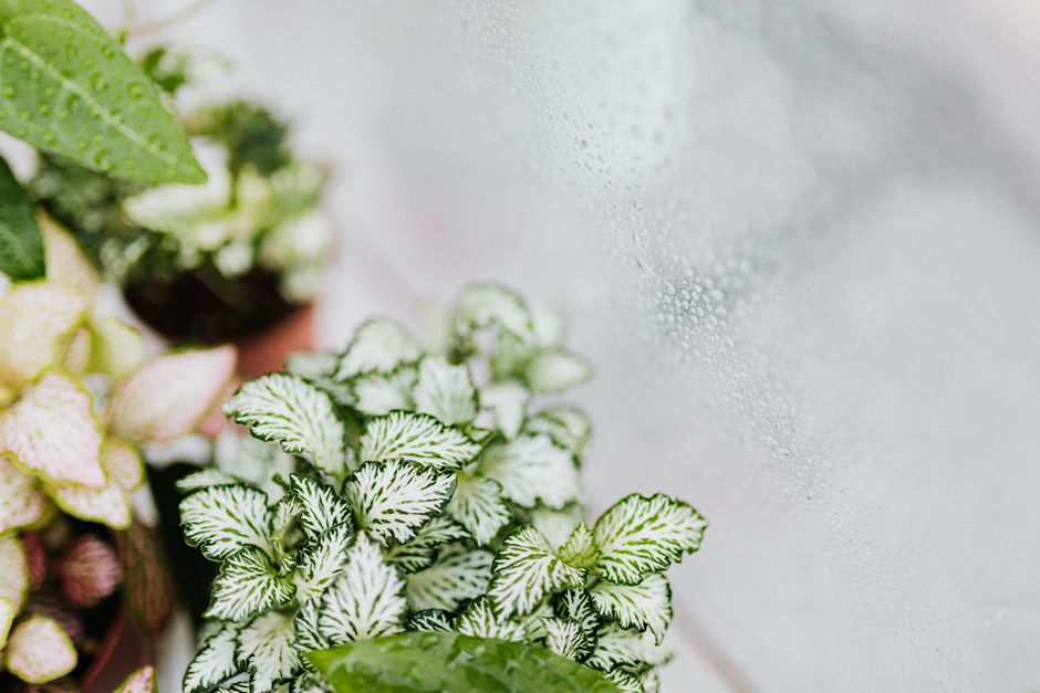A Realistic Routine for Rare Tropical Miniature Plants That Fits a Busy Life