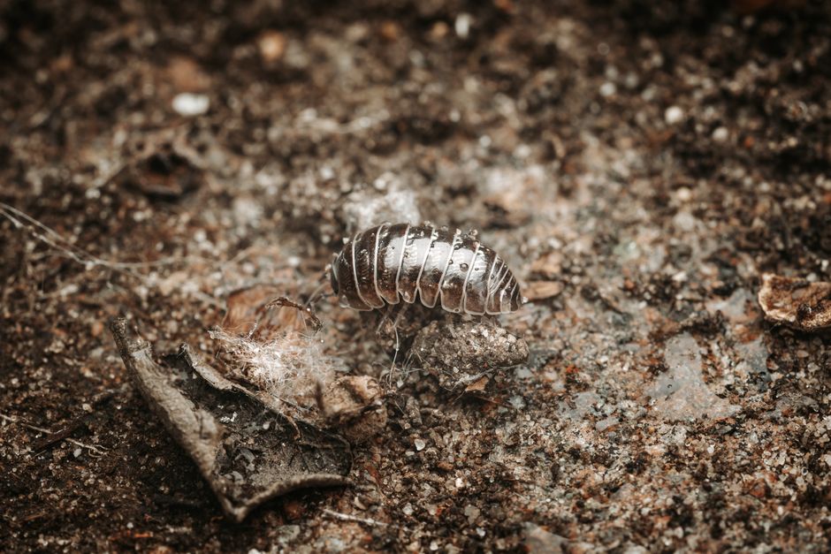 Bioactive Springtails & Cleanup vs Alternatives : My Honest Hands-On Comparison
