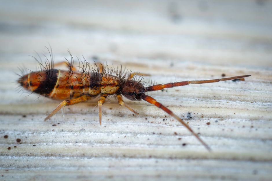 Common Myths About Bioactive Springtails & Cleanup I Stopped Believing