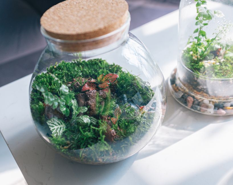 Common Myths About Live Moss Varieties & Moisture I Stopped Believing