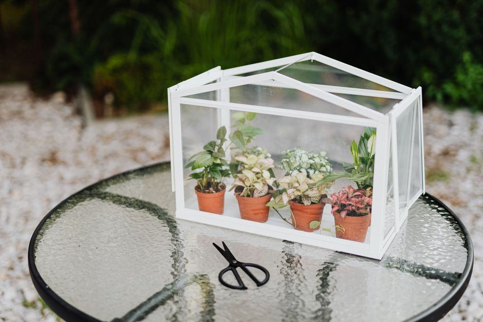 Common Myths About Rare Tropical Miniature Plants I Stopped Believing