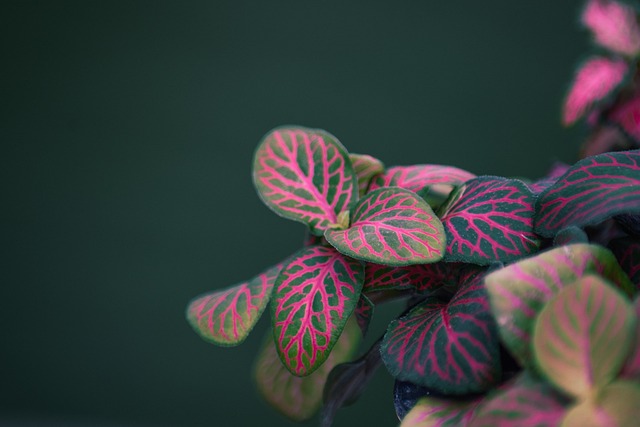 How Much Does Rare Tropical Miniature Plants Really Cost in 2026? Budget & Gear