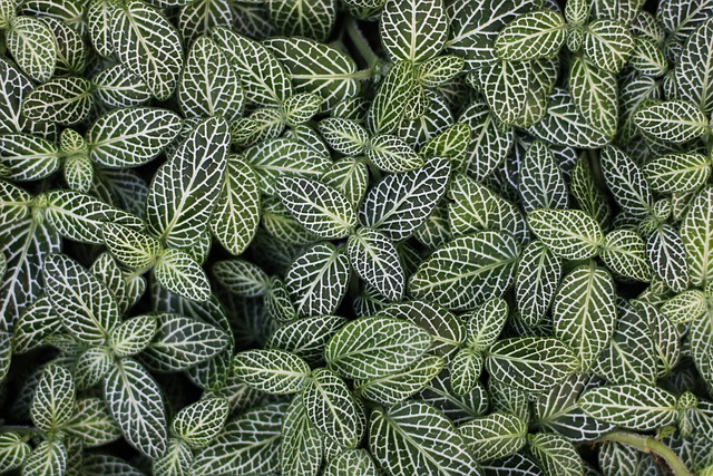 My Field Guide to Rare Tropical Miniature Plants : What Actually Works