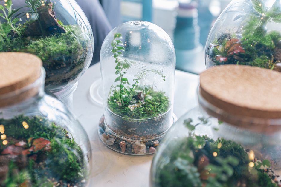 My Golden Rules for Live Moss Varieties & Moisture That Never Let Me Down