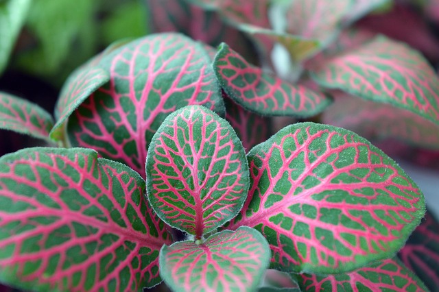 My Golden Rules for Rare Tropical Miniature Plants That Never Let Me Down
