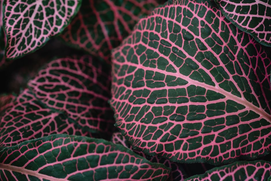 Rare Tropical Miniature Plants vs Alternatives : My Honest Hands-On Comparison