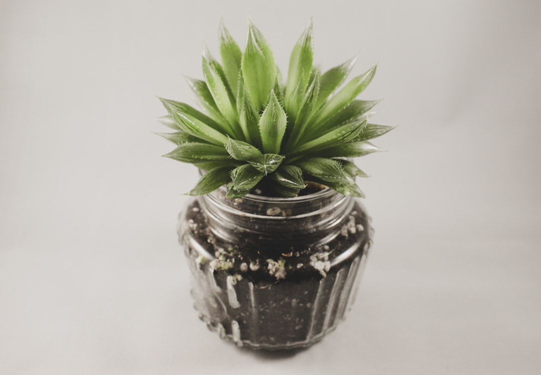 The Best Tools & Supplies I Actually Use for Live Moss Varieties & Moisture