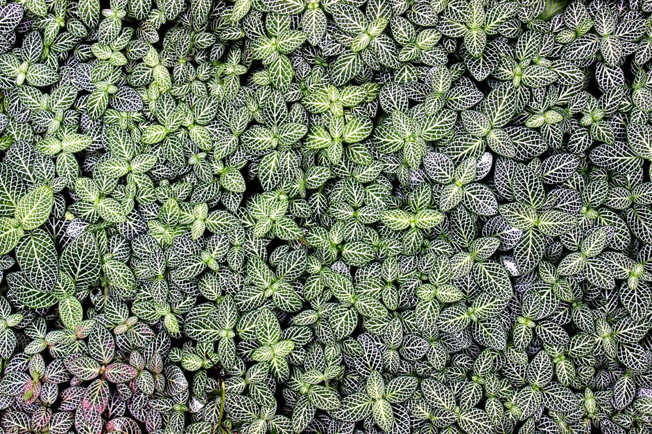 The Best Tools & Supplies I Actually Use for Rare Tropical Miniature Plants