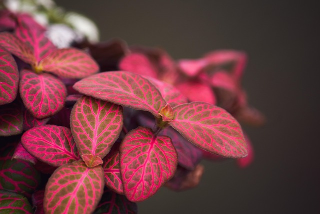 Troubleshooting Rare Tropical Miniature Plants : Diagnosing and Fixing Problems